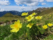 Laghi di Ponteranica dai Piani dell’Avaro con splendide fioriture – 1giu26  - FOTOGALLERY